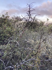 Eriodictyon altissimum