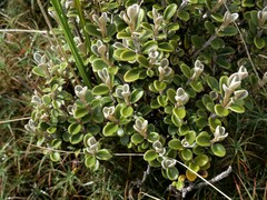 Brachyglottis bidwillii