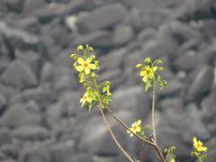 Cochlospermum gillivraei
