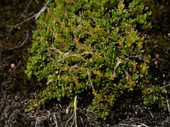 Coprosma perpusilla perpusilla
