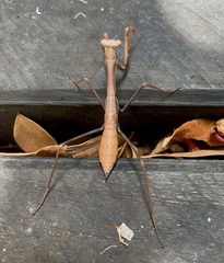 Pseudomantis albofimbriata