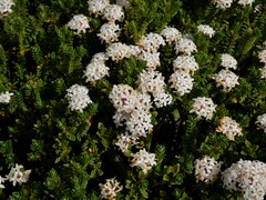 Pimelea buxifolia