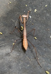 Pseudomantis albofimbriata