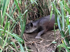 Tapirus bairdii