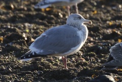 Larus argentatus × glaucescens