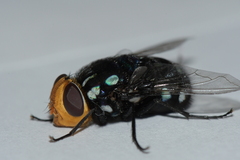 Rutilia