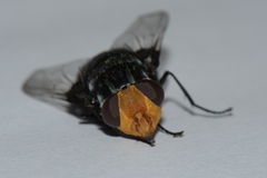 Rutilia