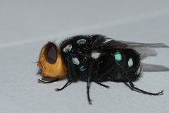 Rutilia