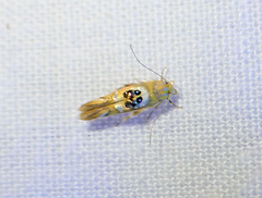 Hieromantis