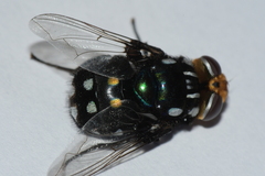 Rutilia