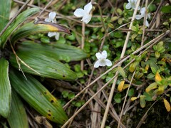 Viola filicaulis