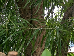Dracaena angustifolia