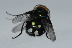 Rutilia