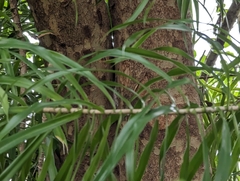 Dracaena angustifolia