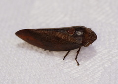 Amarusa australis