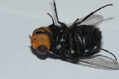 Rutilia