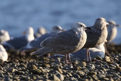 Larus glaucescens