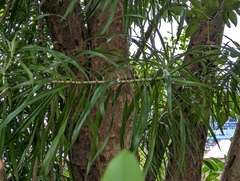 Dracaena angustifolia