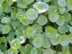 Claytonia perfoliata