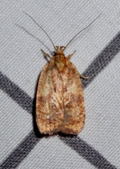 Agonopterix robiniella