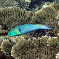 Thalassoma amblycephalus