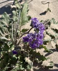 Phacelia crenulata ambigua
