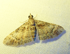 Mnesiloba eupitheciata