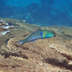 Thalassoma amblycephalus