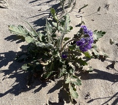 Phacelia crenulata ambigua