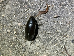 Hydrophilus