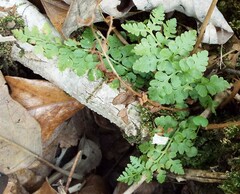 Woodsia obtusa