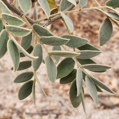 Senna villosa