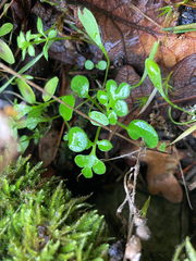 Nemophila parviflora