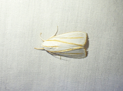 Cryptophasa flavolineata