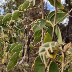 Senna villosa