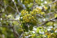 Rubus australis