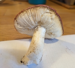 Russula xerampelina
