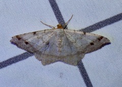 Macaria bisignata