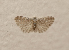 Alucita pygmaea