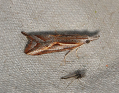 Arotrophora arcuatalis