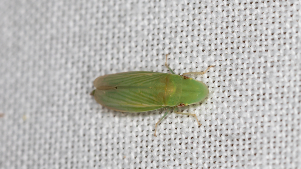 Hecalus pallescens