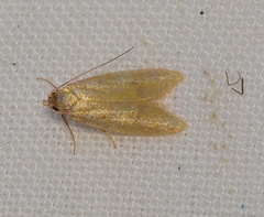 Aeolothapsa malacella