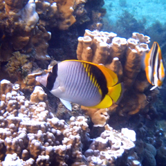 Chaetodon lineolatus