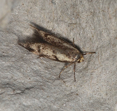 Atholosticta