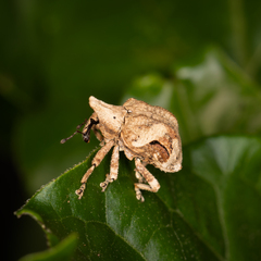 Oemethylus triangularis