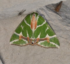 Chlorodes boisduvalaria