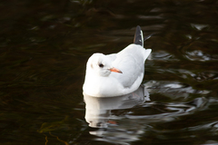 Chroicocephalus ridibundus