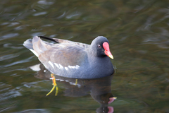 Gallinula chloropus