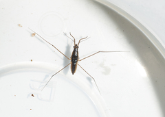Limnogonus franciscanus