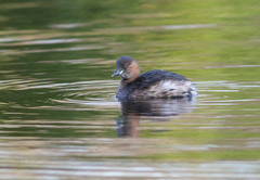 Tachybaptus ruficollis
